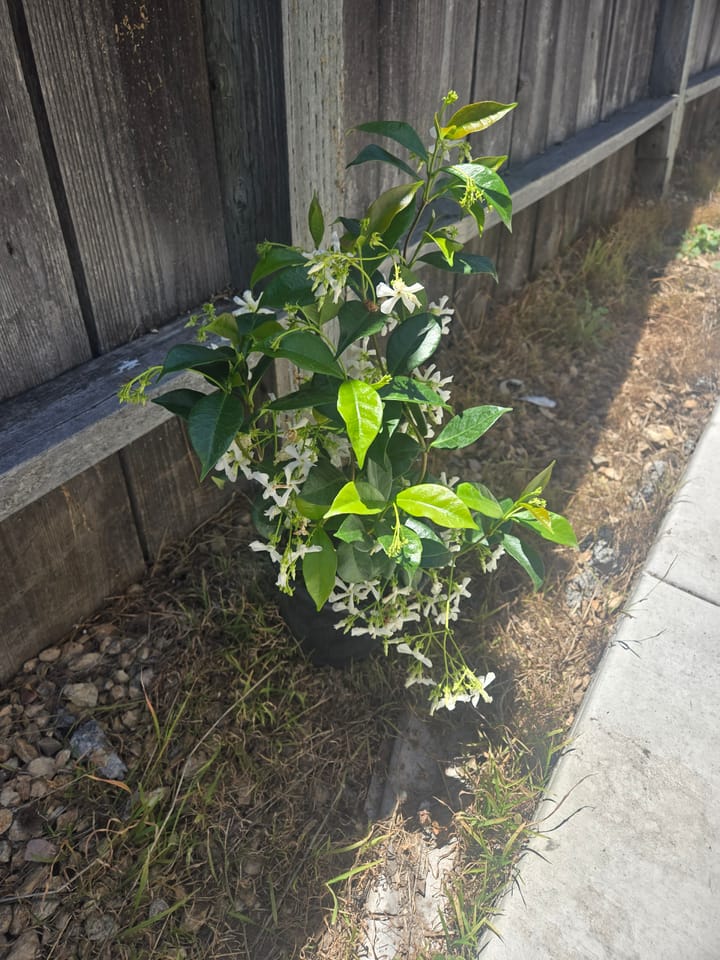 A small, sprawling jasmine plant with small white flowers and happy green leaves, sitting up against a fence in a partially shaded area.